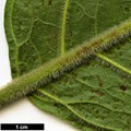 SpeciesSub: var. tomentosum